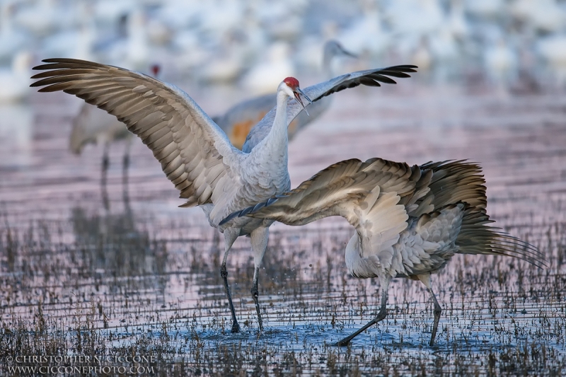 Sandhill Crane