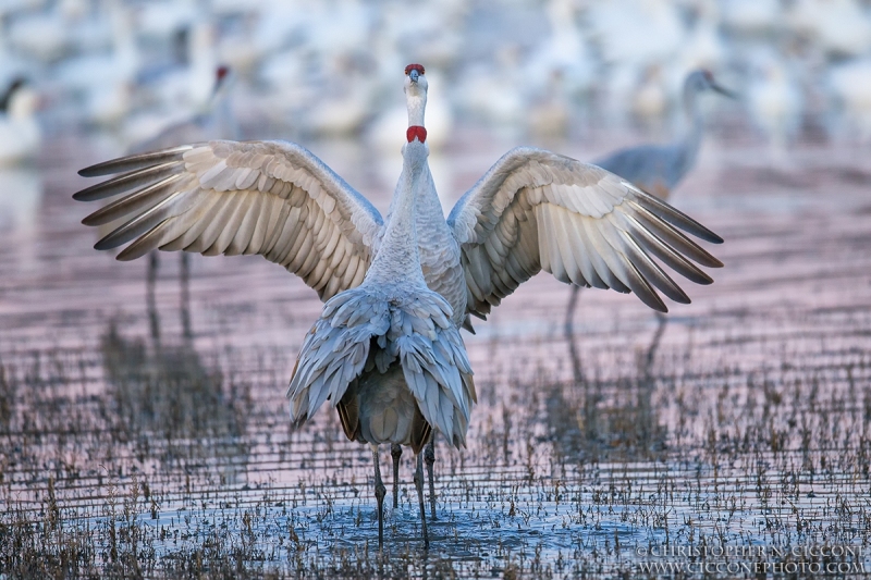 Sandhill Crane