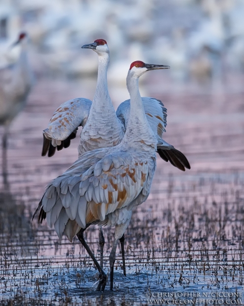 Sandhill Crane