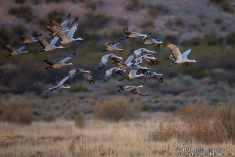 Sandhill Crane