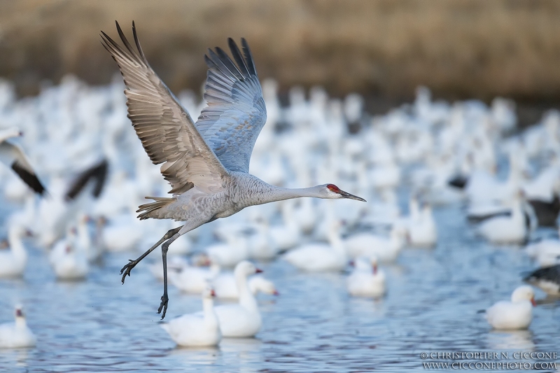 Sandhill Crane