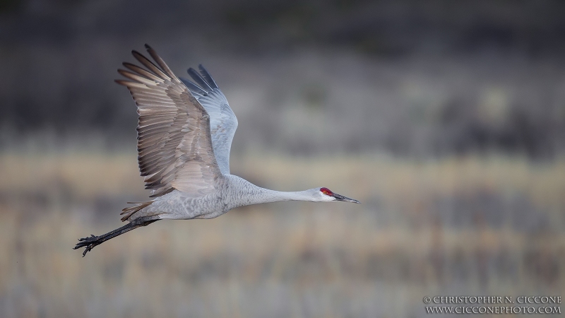 Sandhill Crane