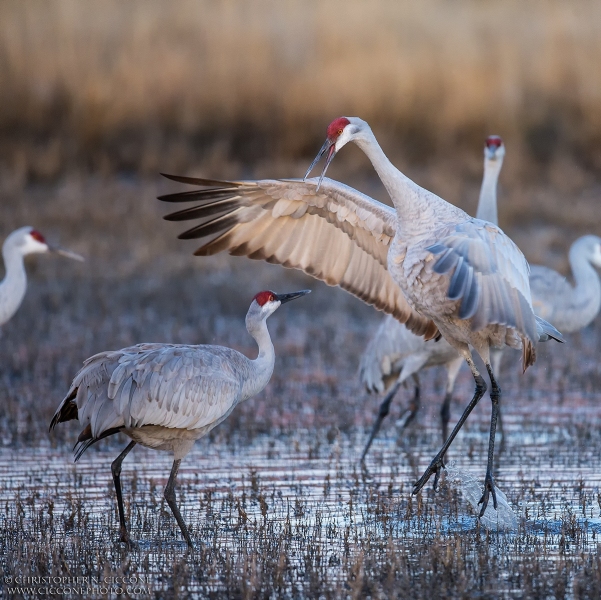 Sandhill Crane