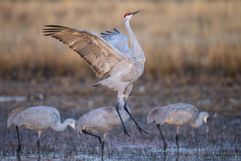 Sandhill Crane