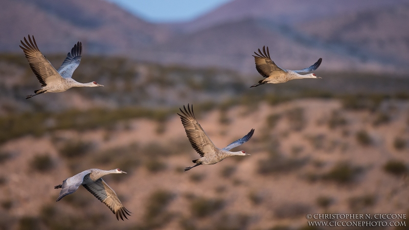 Sandhill Crane