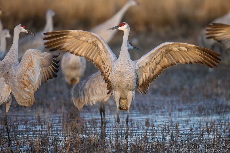 Sandhill Crane