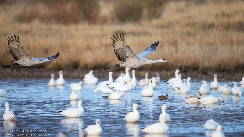 Sandhill Crane