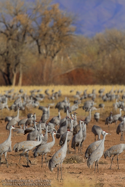 Sandhill Crane