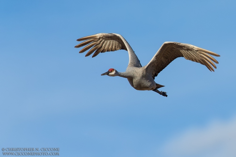 Sandhill Crane