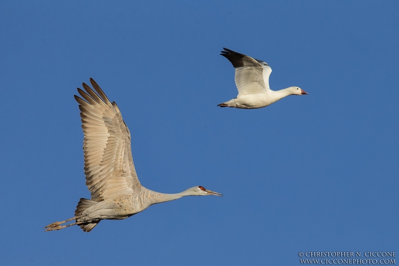 Sandhill Crane