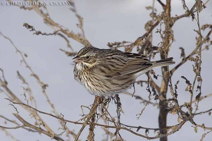 Savannah Sparrow