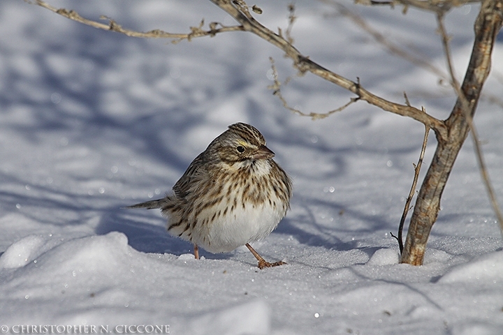 Savannah Sparrow