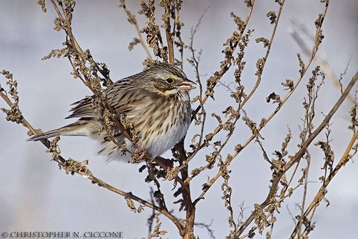 Savannah Sparrow