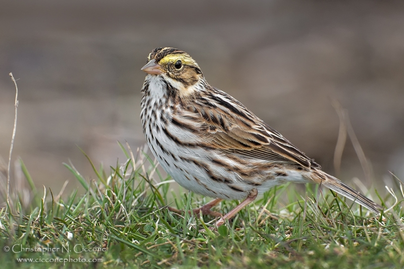 Savannah Sparrow