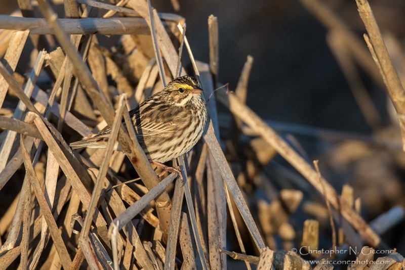 Savannah Sparrow