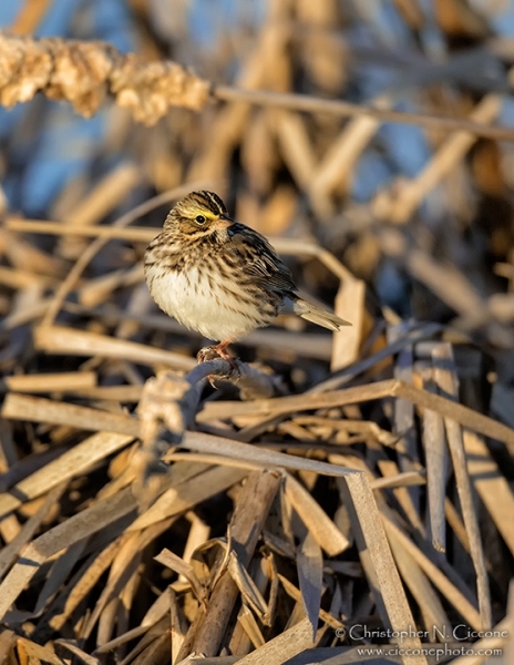 Savannah Sparrow