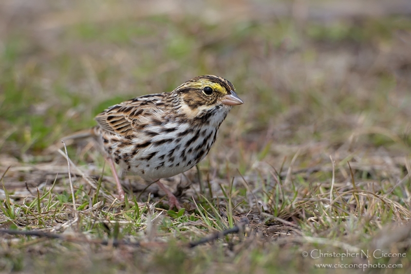 Savannah Sparrow