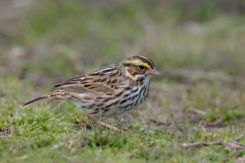 Savannah Sparrow