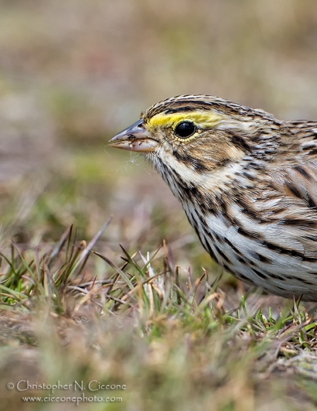 Savannah Sparrow