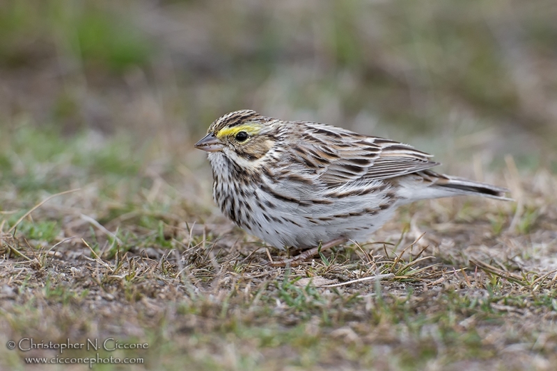 Savannah Sparrow