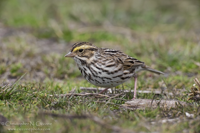 Savannah Sparrow