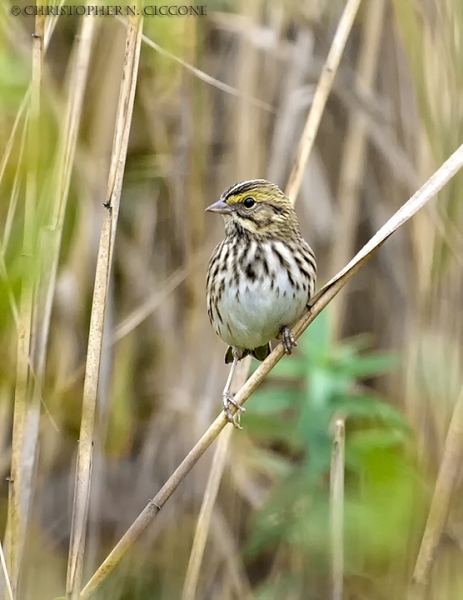 Savannah Sparrow