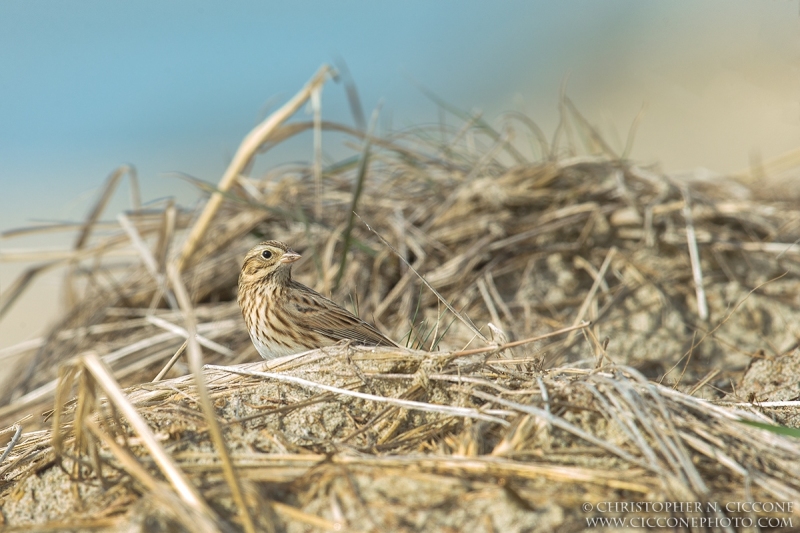 Savannah Sparrow