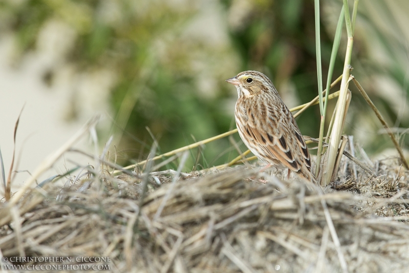 Savannah Sparrow