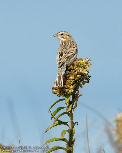 Savannah Sparrow