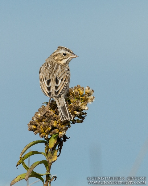 Savannah Sparrow