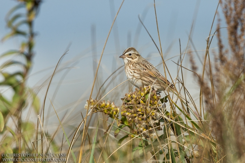 Savannah Sparrow