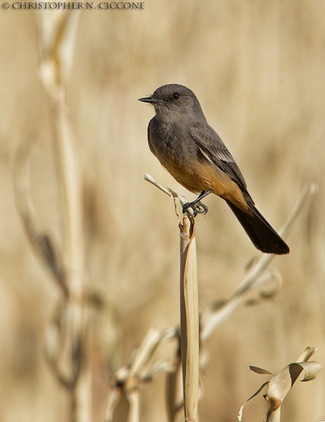 Say’s Phoebe