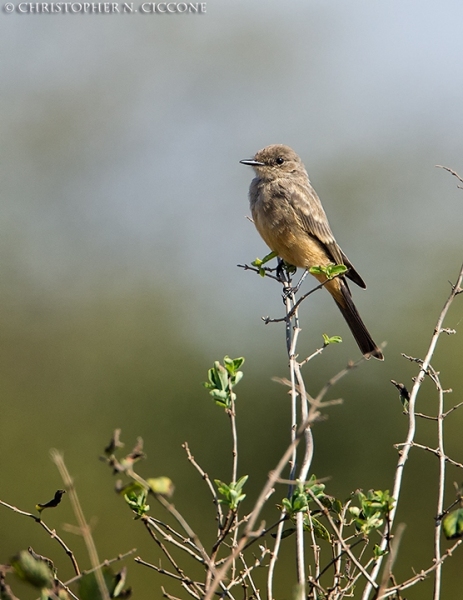 Say’s Phoebe