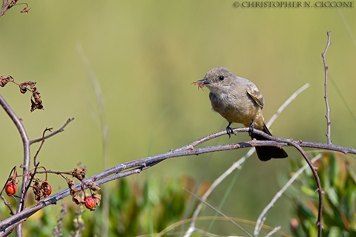 Say’s Phoebe