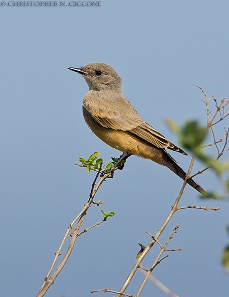 Say’s Phoebe