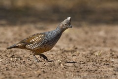 Scaled Quail