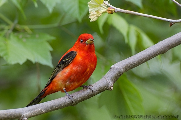 Scarlet Tanager