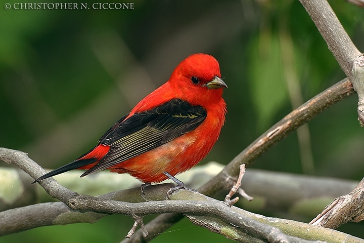 Scarlet Tanager