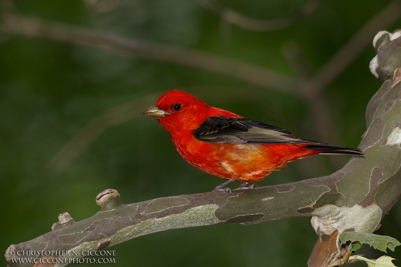 Scarlet Tanager