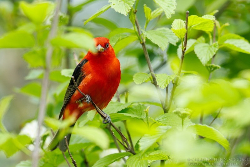 Scarlet Tanager