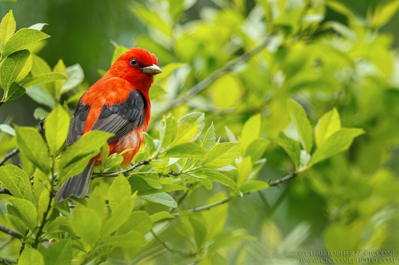 Scarlet Tanager