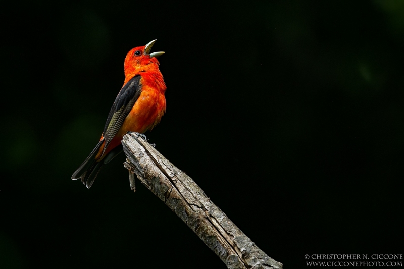 Scarlet Tanager