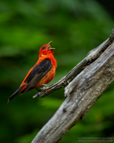 Scarlet Tanager