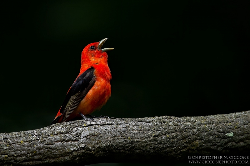 Scarlet Tanager