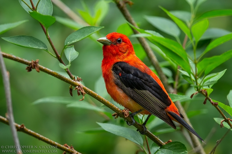 Scarlet Tanager