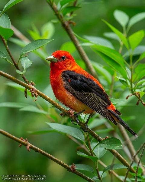 Scarlet Tanager