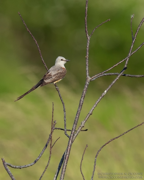 Scissor-tailed Flycatcher