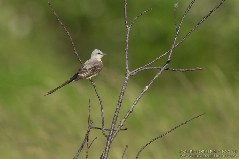 Scissor-tailed Flycatcher