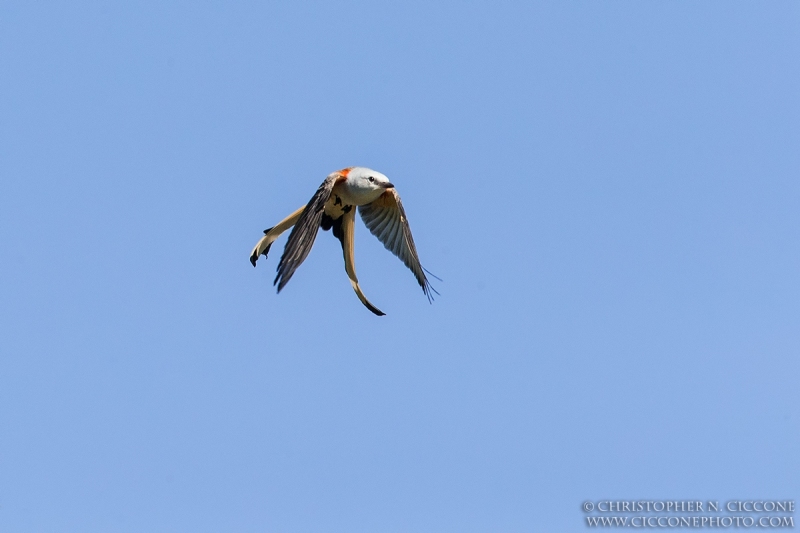 Scissor-tailed Flycatcher