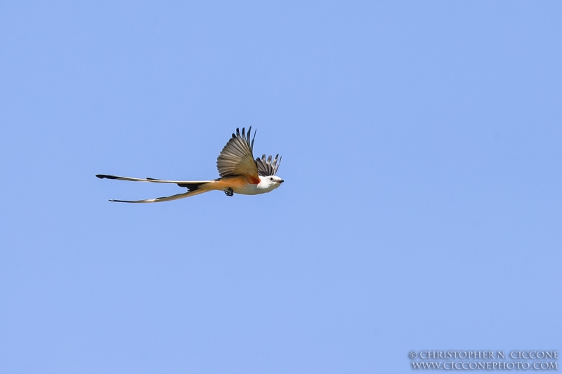 Scissor-tailed Flycatcher